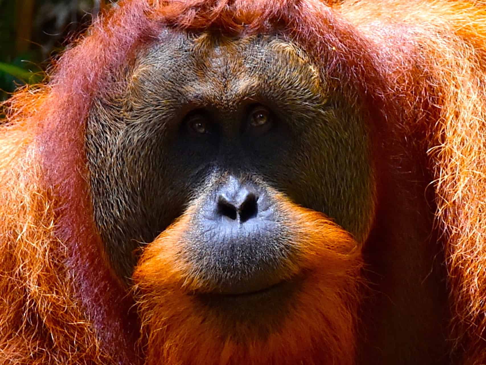 SUMATRAN ORANGUTAN - ORANGUTAN TREKKING IN BUKIT LAWANG BY SUMATRA ECOTRAVEL