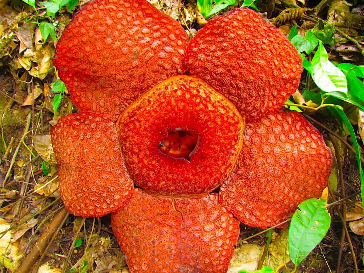 RAFFLESIA FLOWER IN GUNUG LEUSER NATIONAL PARK - JUNGLE TREKKING BY SUMATRA ECOTRAVEL