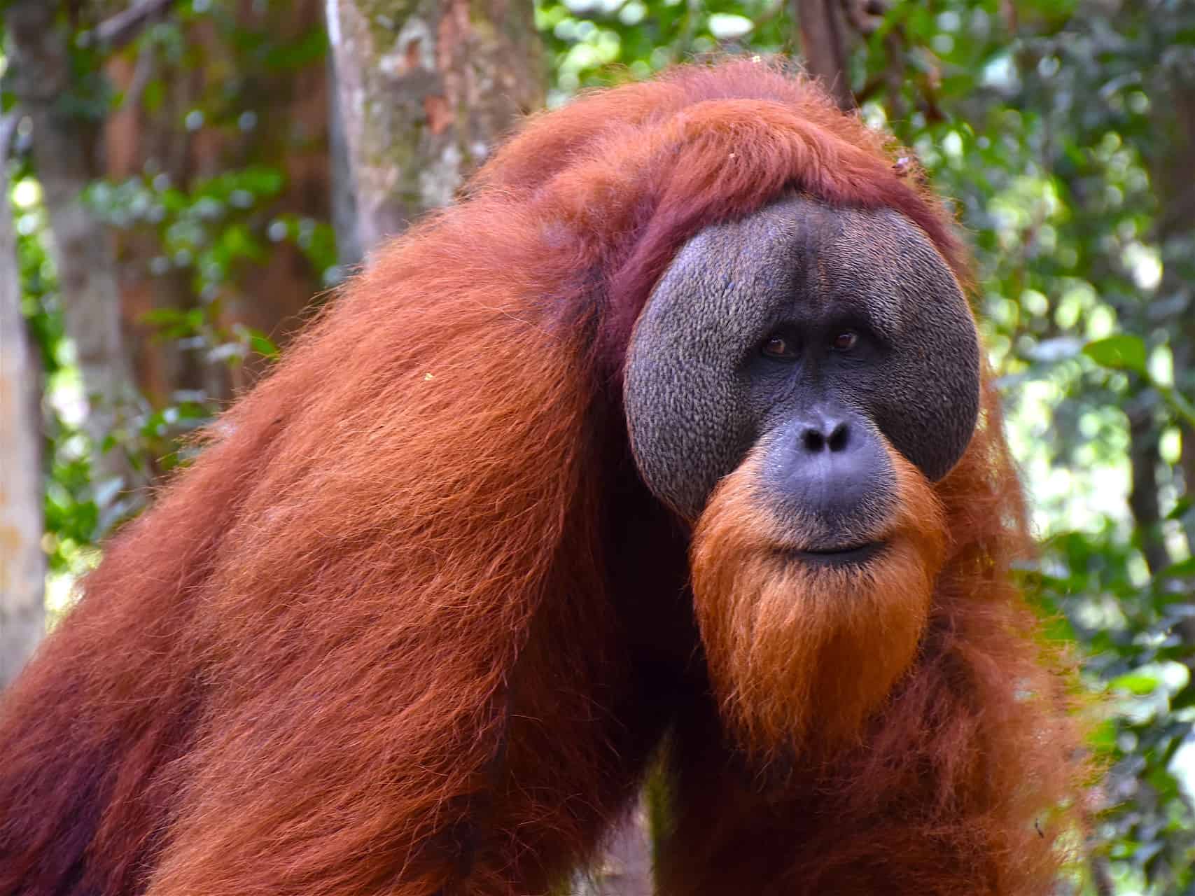 visit sumatra orangutans