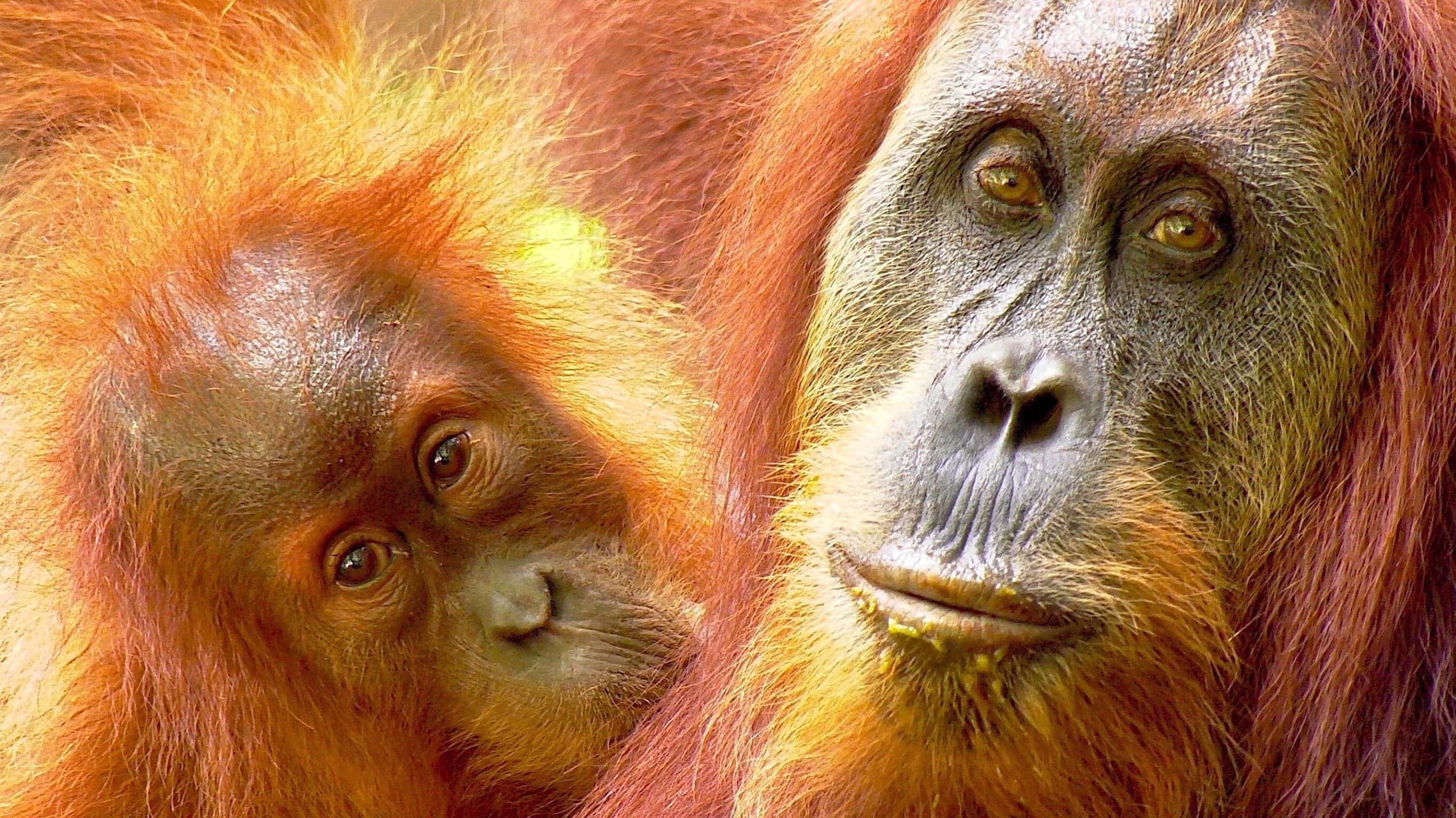 SUMATRAN ORANGUTANS - BABY AND FEMALE ORANGUTAN - ORANGUTANS & ELEPHANTS TOUR BY SUMATRA ECOTRAVEL