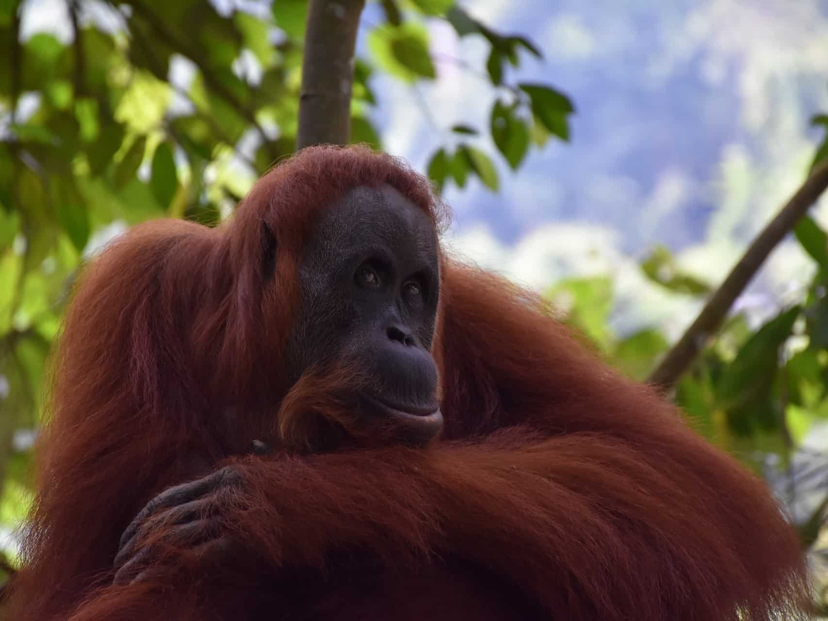 FEMALE ORANGUTAN - JUNGLE TREKKING - SUMATRA ECOTRAVEL