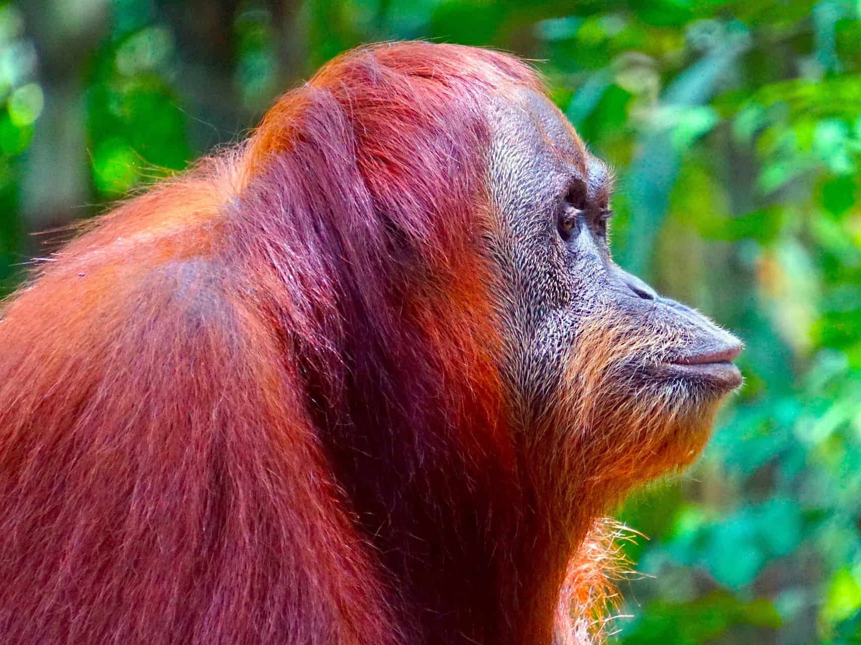 SUMATRAN ORANGUTAN - BUKIT LAWANG JUNGLE TREKKING BY SUMATRA ECOTRAVEL