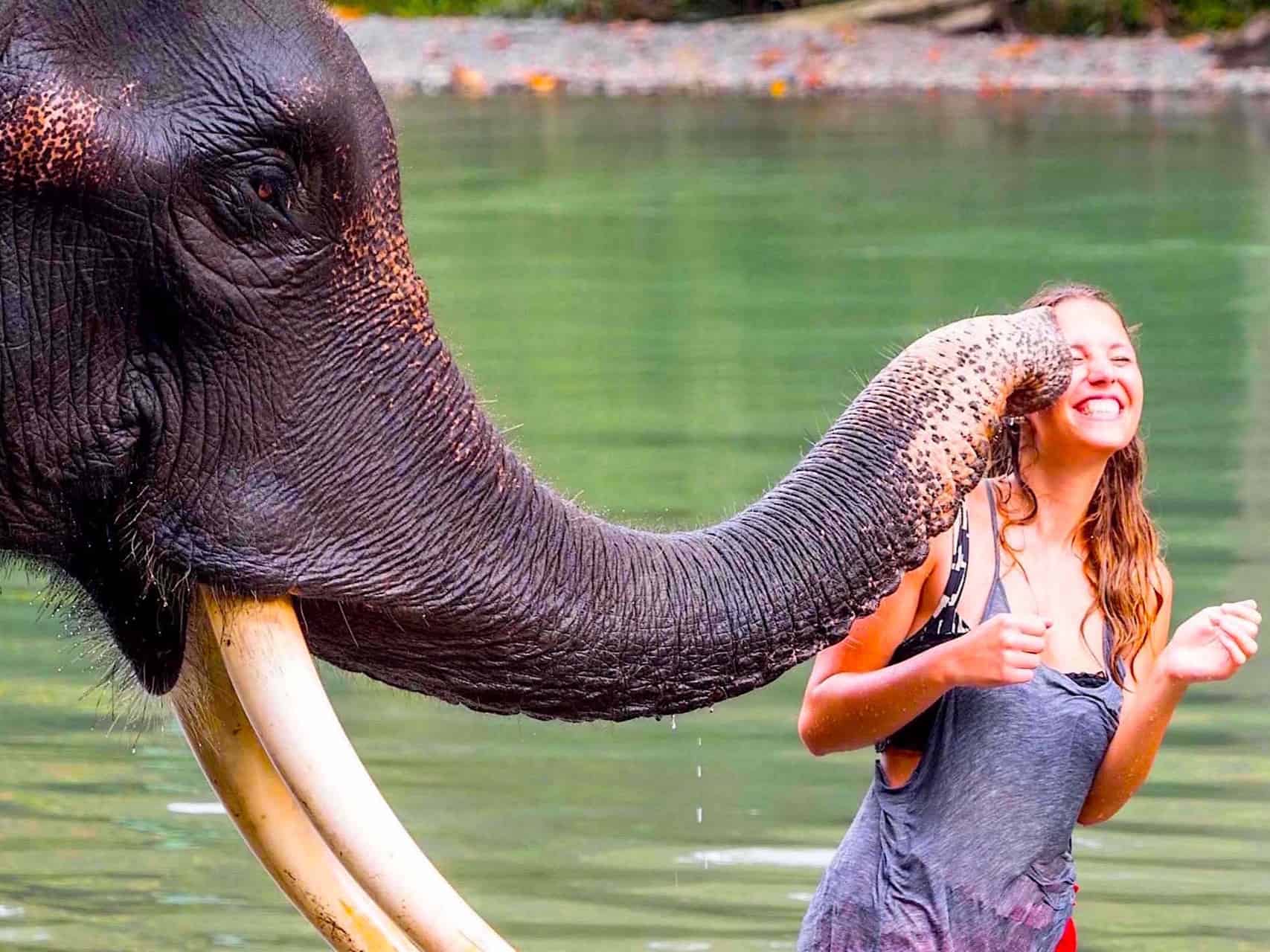 ELEPHANT KISS - SUMATRAN ELEPHANT IN TANGKAHAN - ORANGUTANS & ELEPHANTS TOUR BY SUMATRA ECOTRAVEL