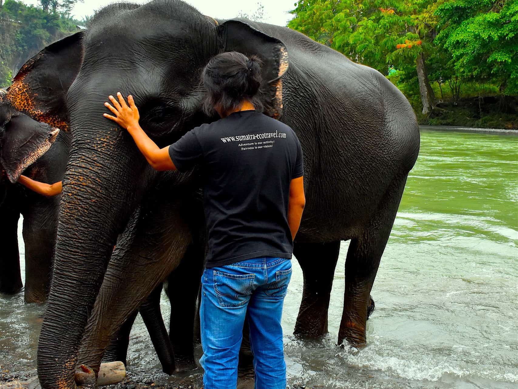 TANGKAHAN ELEPHANTS - SUMATRA ECOTRAVEL