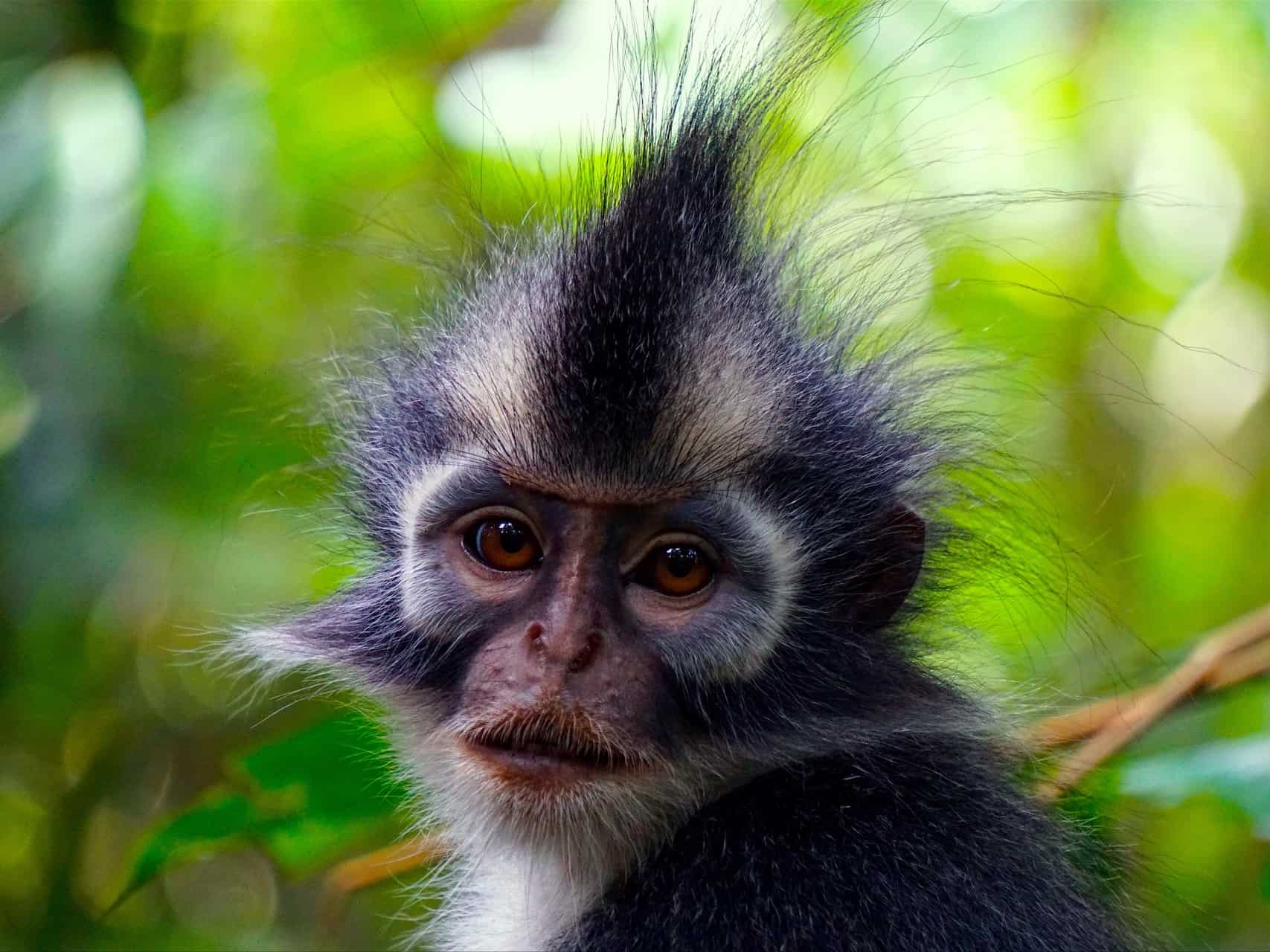 THOMAS LEAF MONKEY - BUKIT LAWANG JUNGLE TREKKING - SUMATRA HIGHLIGHT - SUMATRA ECOTRAVEL