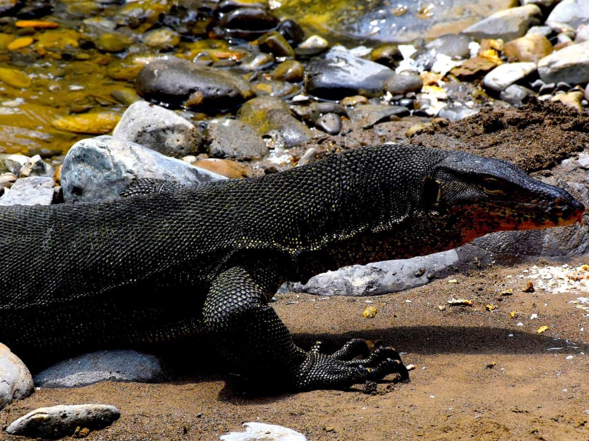 Sumatra Highlights - Bukit Lawang Lake Toba - Sumatra EcoTravel