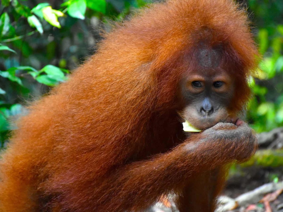 Sumatran Orangutans - Sumatran Orangutan Treks by Sumatra EcoTravel
