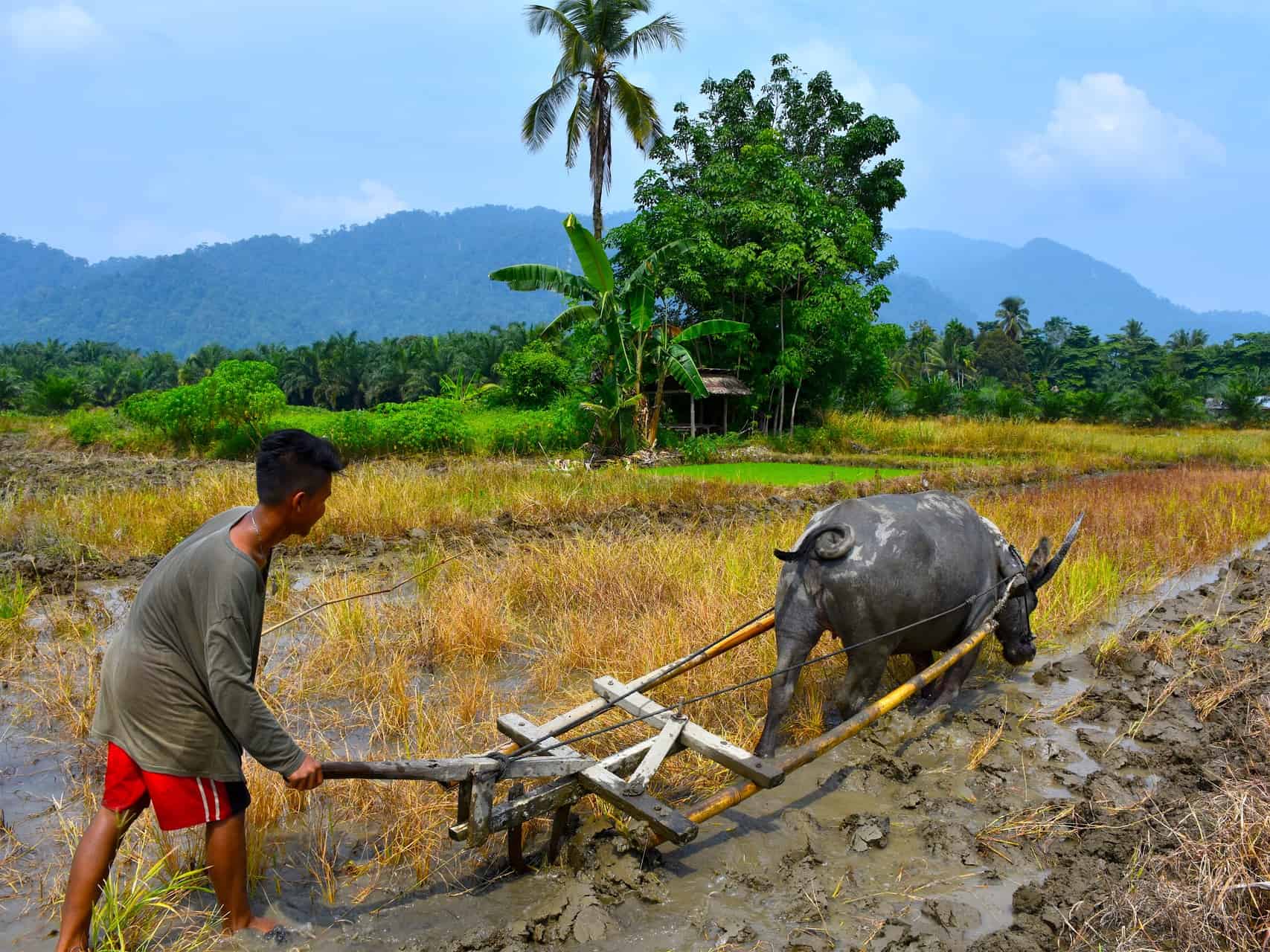 VILLAGE LIFE - LOCAL LIFE -SUMATRA ECOTRAVEL