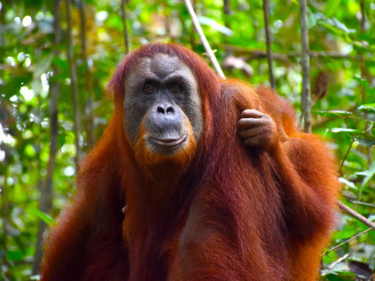 visit sumatra orangutans