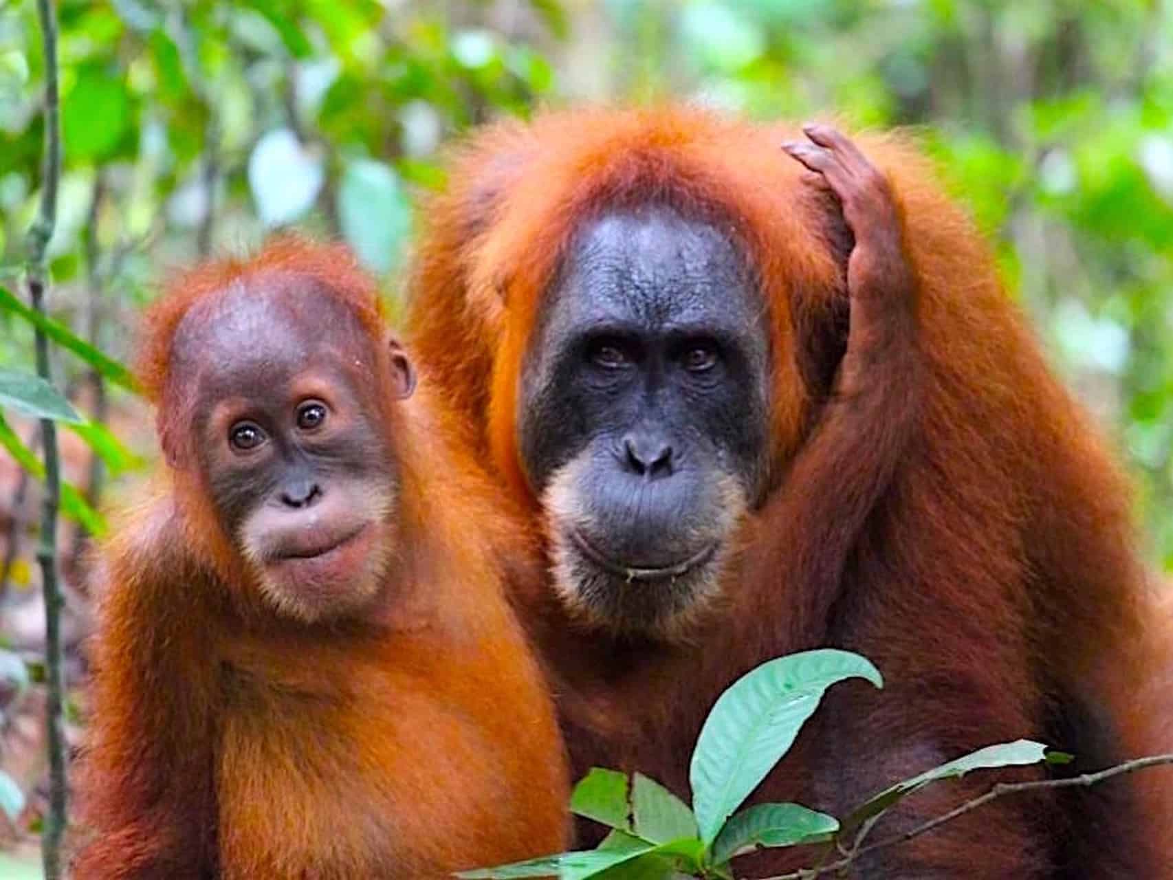 SUMATRAN ORANGUTAN FAMILY - BUKIT LAWANG JUNGLE TREKKING BY SUMATRA ECOTRAVEL