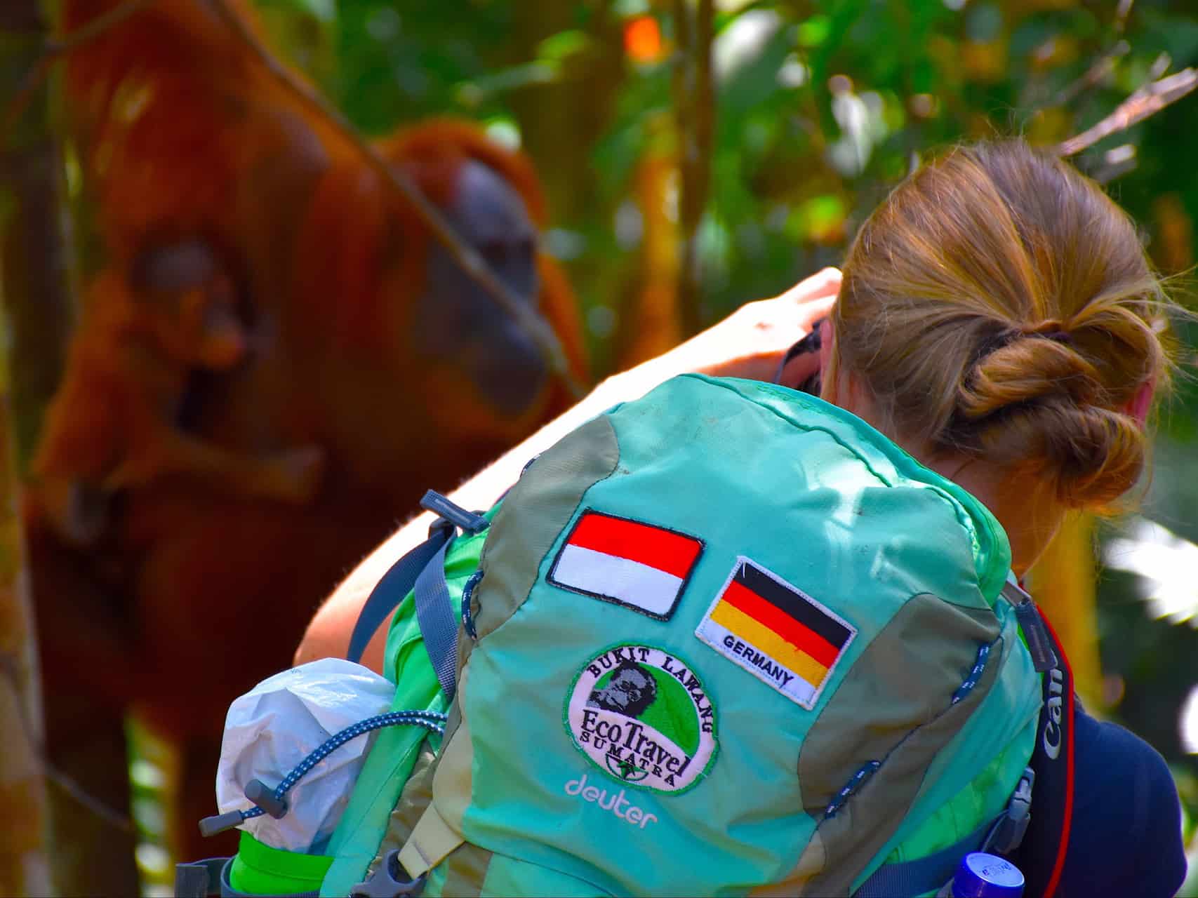 SUMATRA ORANGUTAN IN BUKIT LAWANG - JUNGLE TREKKING TIPS - SUMATRA TRAVEL TIPS - SUMATRA ECOTRAVEL