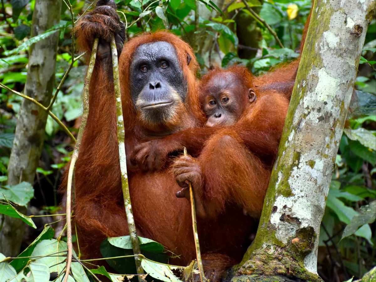 visit sumatra orangutans