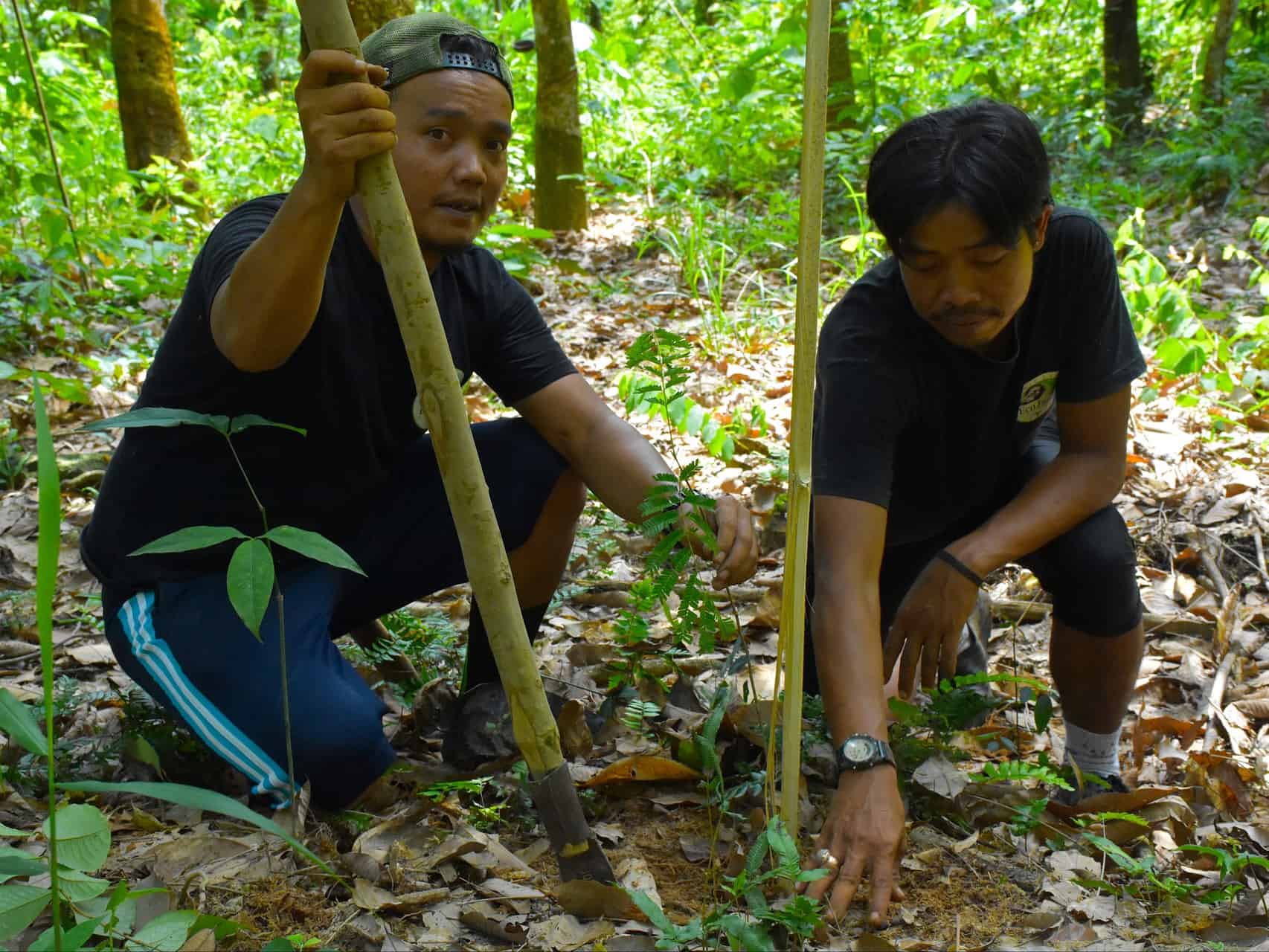 Trees For The Future - Sumatra EcoTravel Bukit Lawang