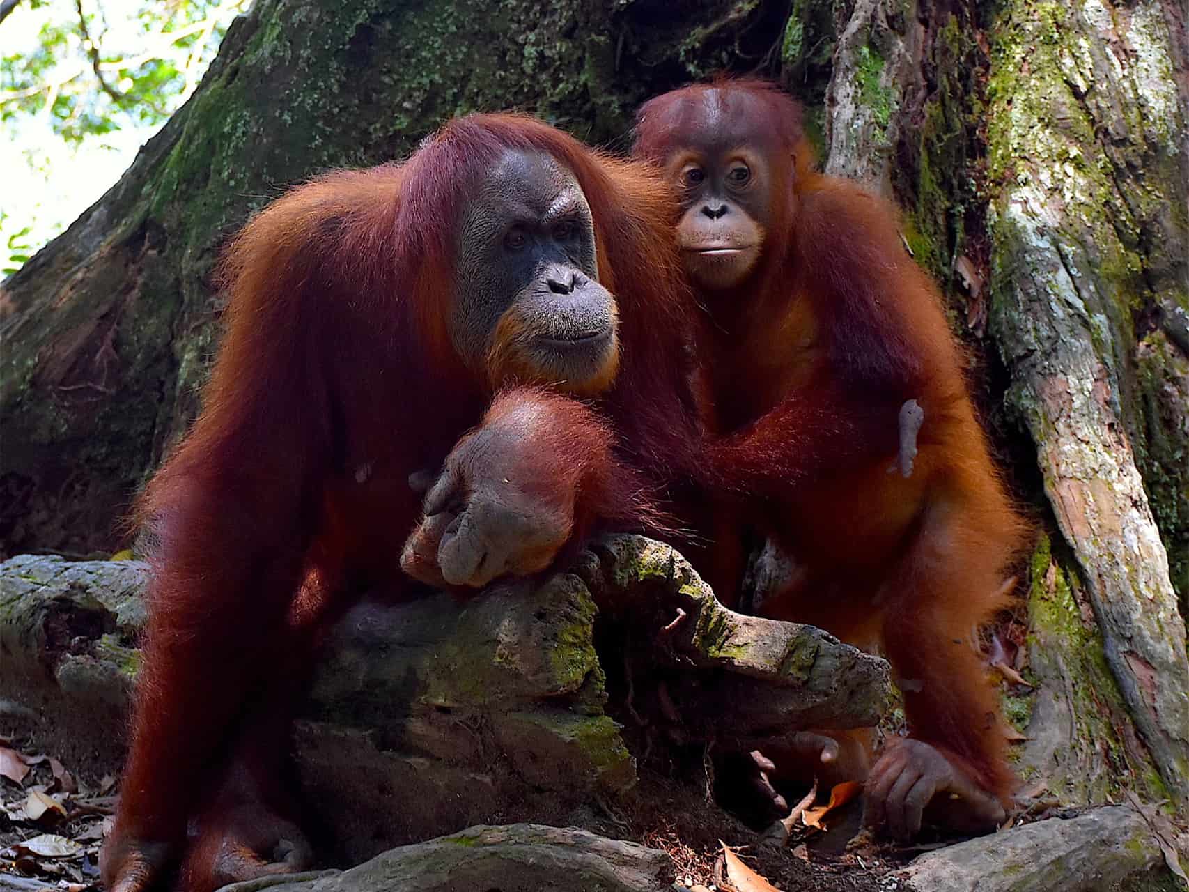 SUMATRAN ORANGUTAN FAMILY IN GUNUNG LEUSER NATIONAL PARK - BUKIT LAWANG JUNGLE TREKKING BY SUMATRA ECOTRAVEL