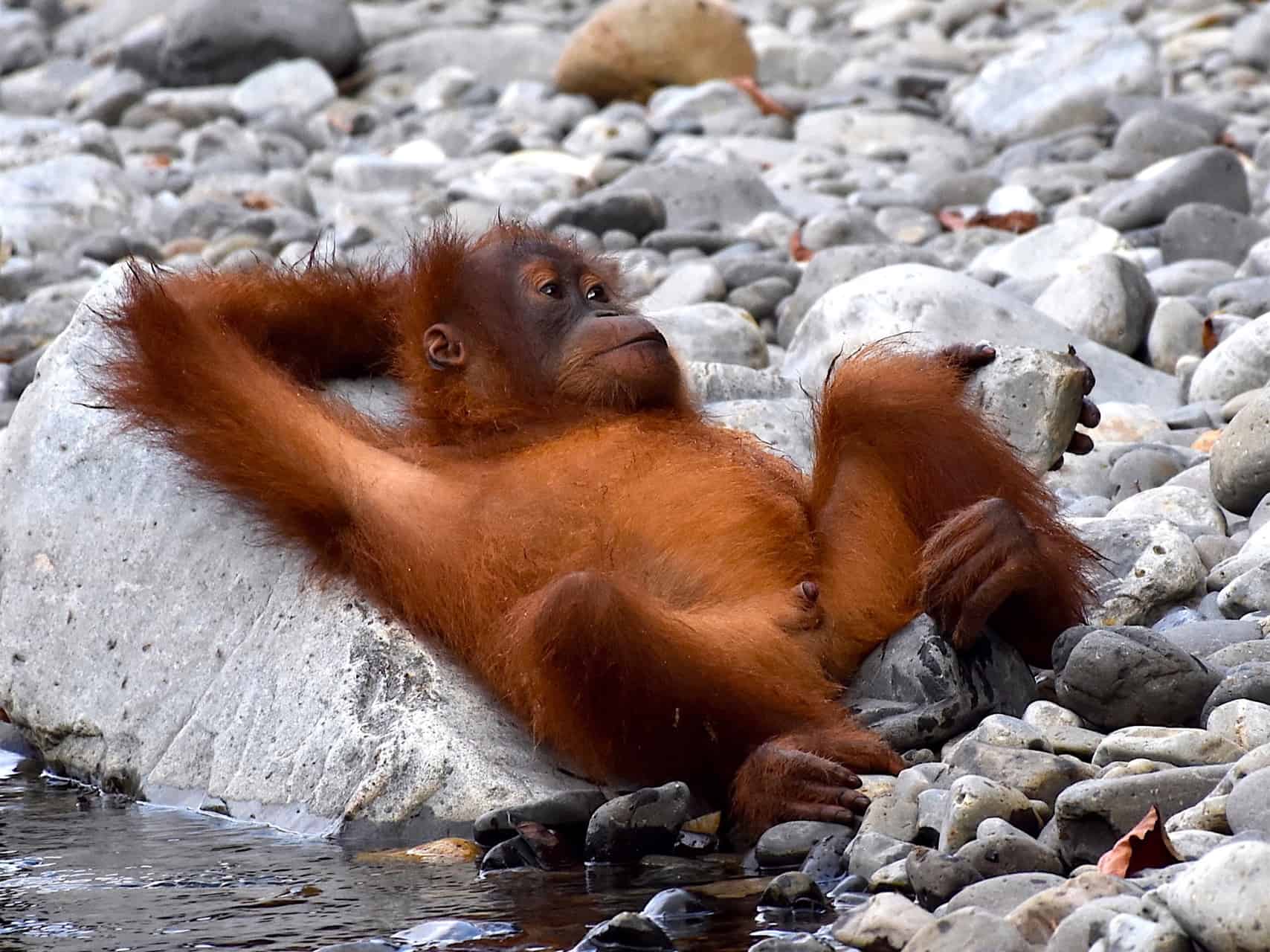 SUMATRAN ORANGUTAN BABY - JUNGLE BOOK - BUKIT LAWANG JUNGLE TREKKING BY SUMATRA ECOTRAVEL