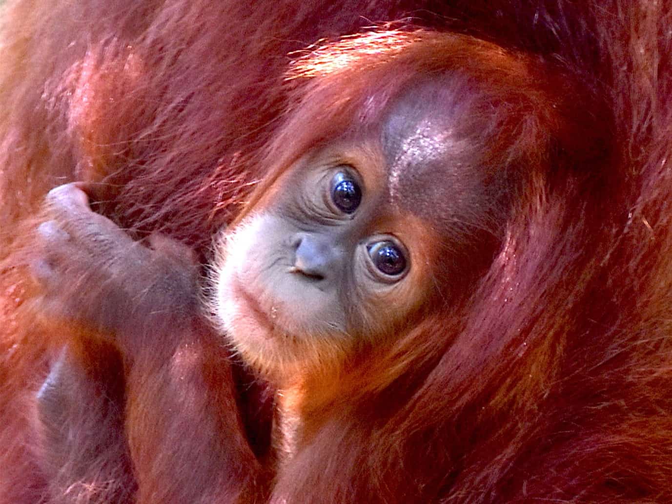 SUMATRAN ORANGUTAN IN GUNUNG LEUSER NATIONAL PARK - BUKIT LAWANG - JUNGLE TREKKING BY SUMATRA ECOTRAVEL